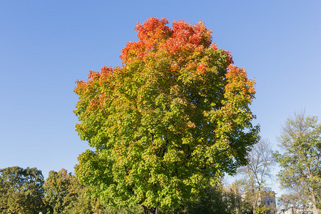 秋天的枫树有复制空间图片
