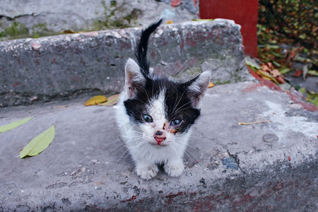 动物猫可爱猫的毛皮无家可归的小猫宠物小猫图片