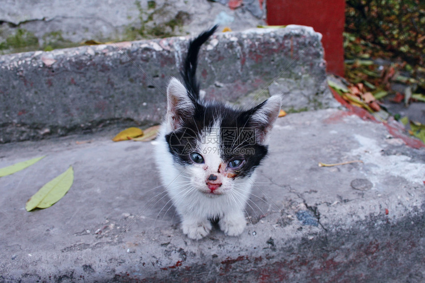 动物猫可爱猫的毛皮无家可归的小猫宠物小猫图片