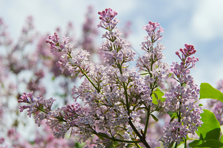 春天丁香花的树枝图片