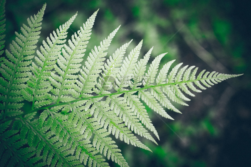 美绿色植物图片