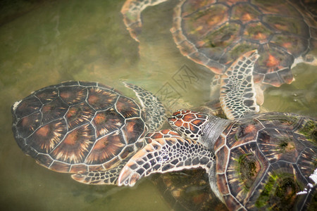绿海龟在农场游泳图片