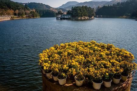 庐山湖上的黄菊花图片