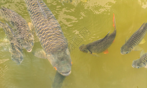 在池塘中喂食许多野图片