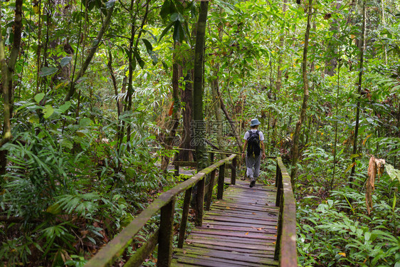 探索马来西亚婆罗洲西沙捞越库巴公园雄伟丛林的女徒步旅行者图片