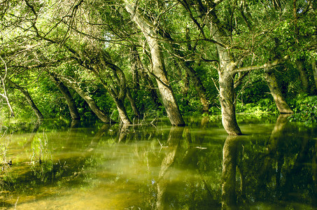 湖中被淹树的倒影图片
