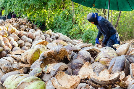 农民在泰国一家小工厂切割椰子壳图片