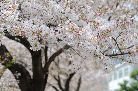 日本樱花樱花将在夏季盛开图片