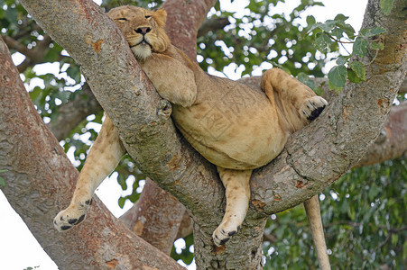 非洲青年男狮子睡在乌干达伊丽莎白王后公园伊沙地区伊沙图片