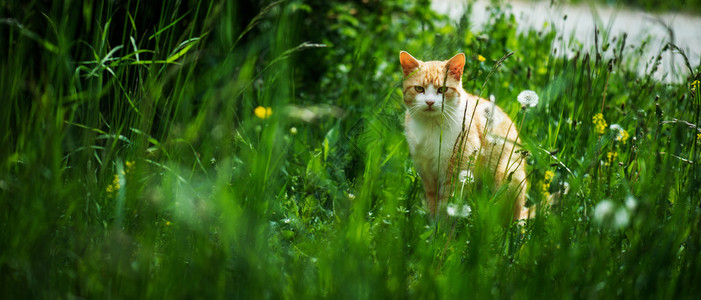 夏日绿城公园里的红猫图片