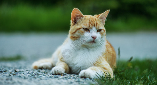 夏日绿城公园里的红猫图片