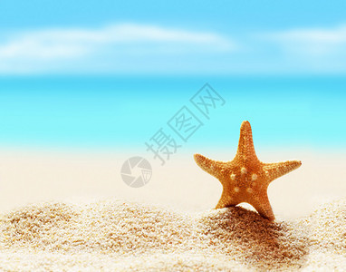 夏季海滩海边的海星图片