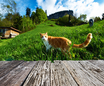 猫在瑞士阿尔卑斯山图片