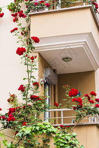 土耳其有天竺葵和玫瑰的阳台图片