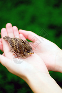 麻雀小鸡的年轻鸟黄嘴在雌鸟手中在一个绿草的背景图片
