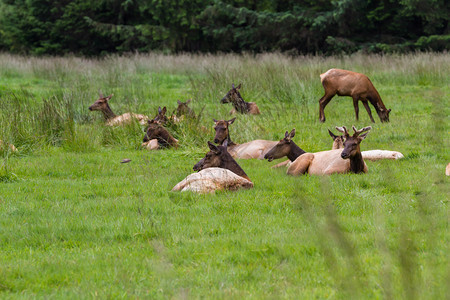 罗斯福麋鹿群在北加州的新鲜绿草上躺下图片