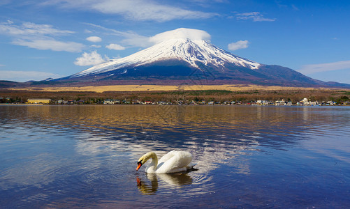 白天鹅与富士山一起在日本亚马纳卡湖Yam高清图片