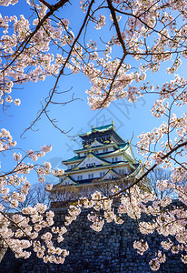 日本大阪樱花盛图片