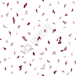 两个紫色音调的菊花瓣反复重图片
