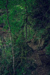 进入野生的关岛峡谷图片