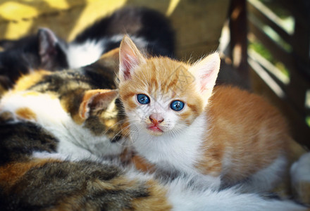 一只猫和小猫可爱的小红宝图片