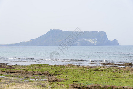 从偶来步道1号可以看到光池基海滩与城山日出峰的景观光池基是一个不寻常的岩石海滩背景图片