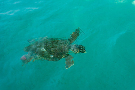 扎金索斯州的赤蠵龟图片