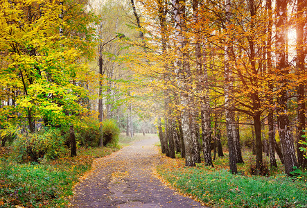 充满多彩的秋天树图片