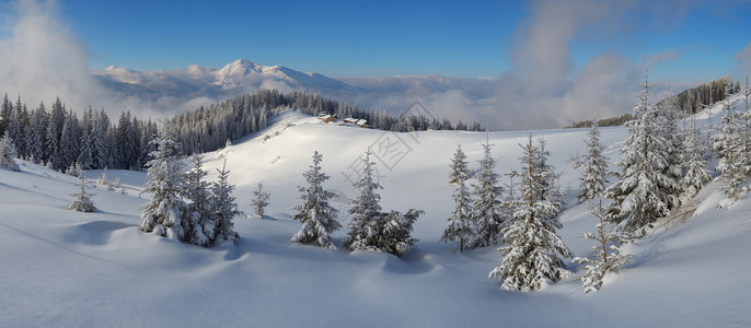 山区冬季景观的全景雪下的冷杉林圣诞景色牧羊人的木屋喀尔巴阡山脉图片