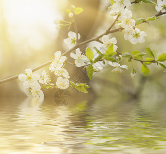 春时樱花散绿色叶子和水反射图片