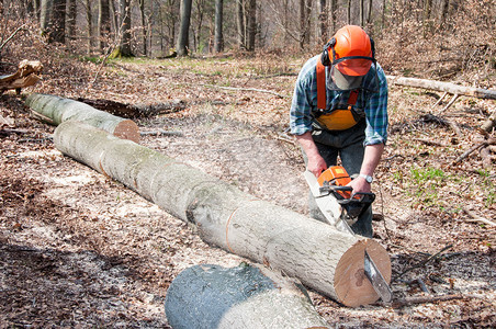 伐木工人用电锯砍树背景图片