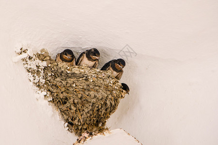 巢穴里有四个年轻的谷仓燕子HirundoRu图片