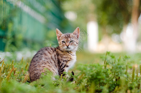 猫坐在草地上打坐图片