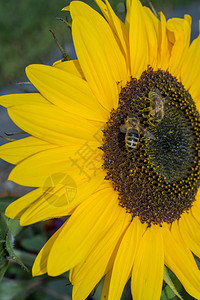 鲜花蜜蜂在阳光明媚的一天图片