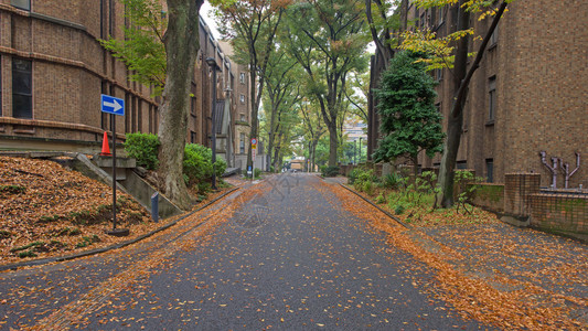 东京大学公园日本高清图片