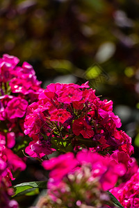 Hydranga或Hortensia红花图片