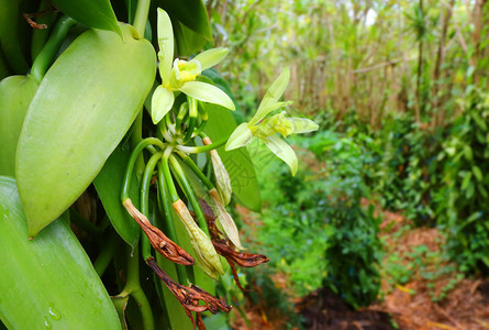 留尼汪岛上的香草种植园热带图片