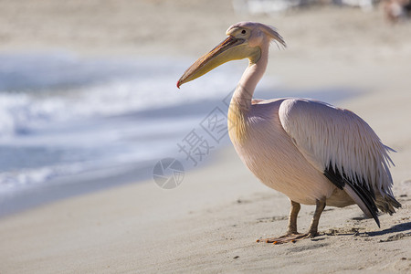 Pelican关闭了塞浦路高清图片