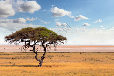 东非开阔的热带草原平上典型的大片阿卡西亚树背景图片