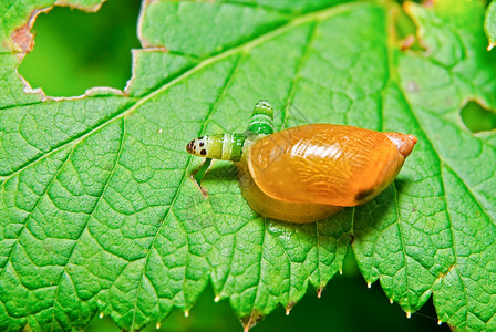 SnailAntara受Leuco氯化物悖图片