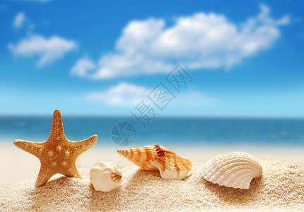夏日海滩沙滩上的贝壳海洋图片