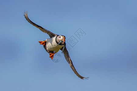 在苏格兰五月岛用海嘴中的鱼群飞回筑巢区图片