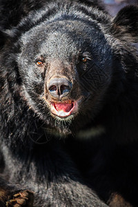 咆哮的黑熊黑熊是最大的陆生动物图片