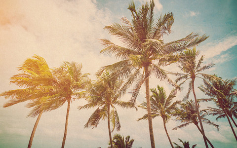 海边的椰子棕榈图片