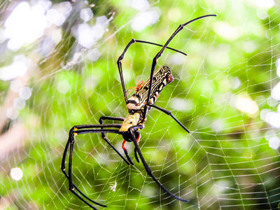气质女神黑黄蜘蛛和黑长腿立在空中的网背景