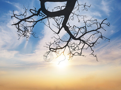 夕阳天空背景下的树枝剪影图片