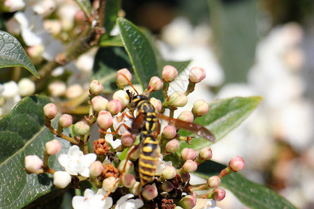 甲虫坐在花上喝花蜜图片