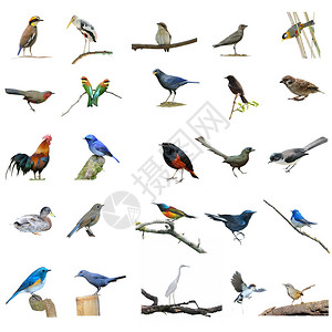 收集鸟类设置在白色背图片