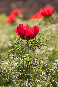 野生红牡丹花芍药开花图片