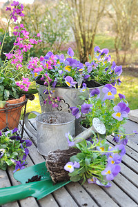 花园桌子上花盆前的花盆上的中提琴图片